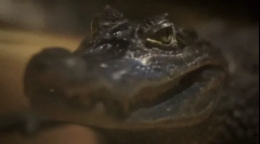 Крокодил: цікаві факти про небезпечний хижак