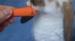 Кролики: основні породи та правила змісту