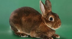 Кролики рекс