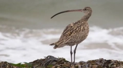 Тріснуті дрібнокровні