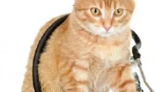 Кровоносна система