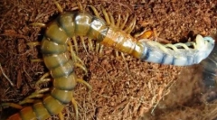 Великі комахи планети (6 фото)