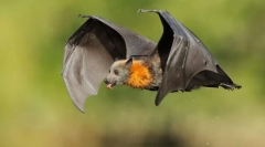 Криланові. Сім'я ссавця