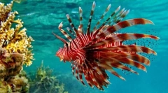 Lionland або zebra fish