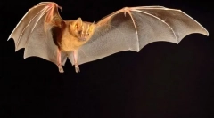 Крилатих вампірів