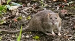 Щури на котеджному та садовому ділянці