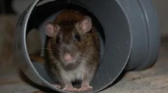 Щури в підвалі житлового будинку