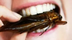 Хто їсть тараканов?