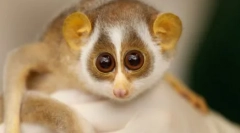 Хто є приємним у всьому світі: найцікавіші і торкаючись диких тварин