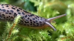 Хто знаходиться в світлі всіх зубів: топ-10 тварин, які мають багато зубів