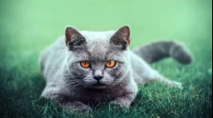 Хто британські кішки: опис породи, його особливості та різновиди