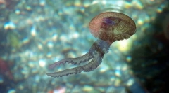 Хто такий кишечник-щастя?