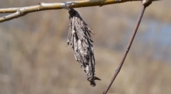 Які такі сумки?