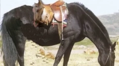 Хто такий поні?