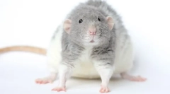 Хрустка порода rat rex: опис та функції