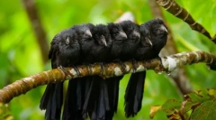 Cuckoo (фото): цей майстрів піднімає та маскування