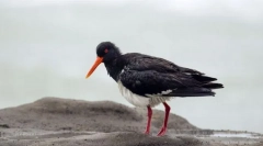 Кулік-сорок мінливий