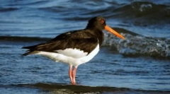 Кулік-сорока