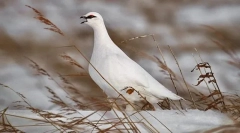 Партрідж білий середній російський