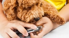 Кігті і рожеві для кігтів