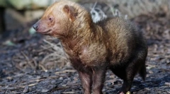 Чагарник собака