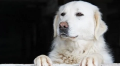 Kuvas (фото): неймовірно красива і свобода собака