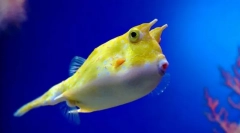 Тіло рогатої звичайного