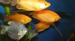 Лабіринт риба для домашнього акваріума: список та особливості вмісту