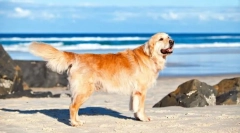 Labrador retriever (фото): нестримна енергія та нескінченна доброта