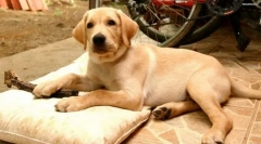 Лабрадор ретривер