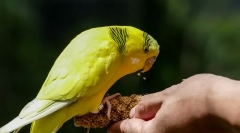 Делікатес папуги, який любить папуги