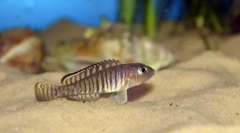 Nneolamprogus ocellatus lamprol