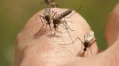 Світильники для руйнування літаючих комах