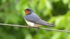 Ластівки та люди