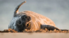 Житлові тварини