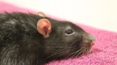 Лікування абсцесу у щурів, симптомів та причин виникнення