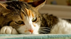 Лікування кішок гепатиту