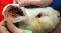 Лікування кроликів від вуха