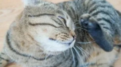 Лікування брошки від кішок