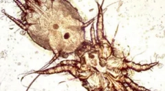 Лікування вушних кліщів у кішок