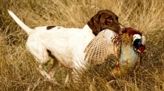 Юридичні породи собак