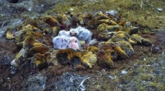 Lemmings - стрибає з скель