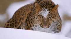 Леопард амурський