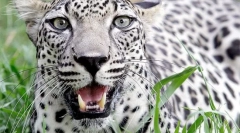 Леопардовий араб