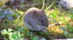 Ліс полевка