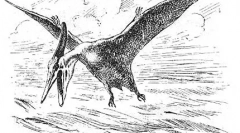 Літаючі ящірки