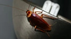 Чи літає таргани?