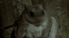 Листи: цікаві факти про білкові білки