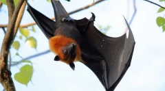 Літати ліза