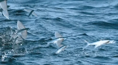 Літати рибу - чудо природи